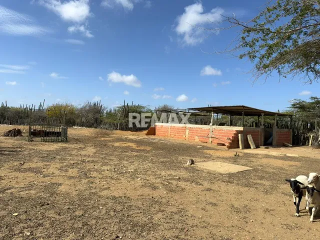 En Venta Hacienda y Finca Municipio Falcon, Jadacaquiva, Sector Las Cejas San Miguel - Foto 4